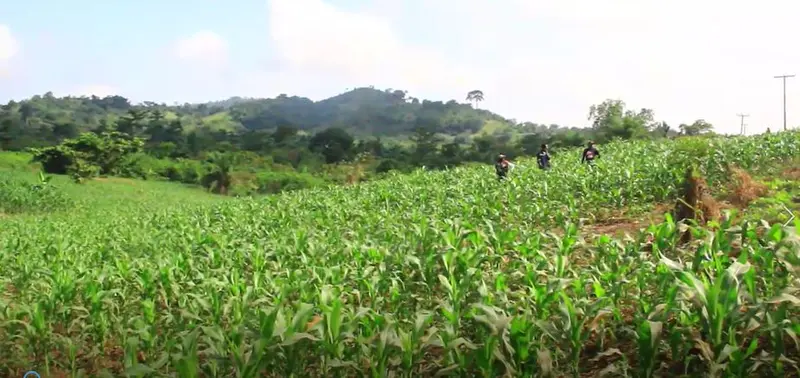 A letter to Mahama on the plight of farmers across the country