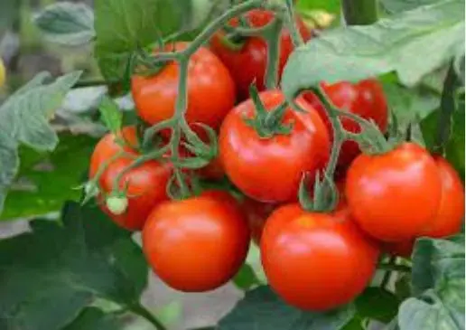 Editorial: Ghana's Tomato Crisis Is A Policy Failure!