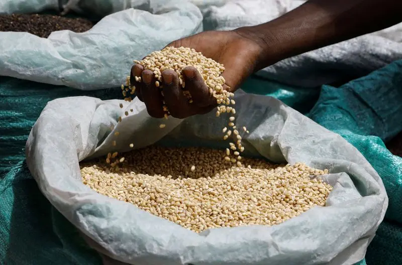 Ghanaian farmers still struggling to sell surplus grains - AGRA Food Security Monitor Report