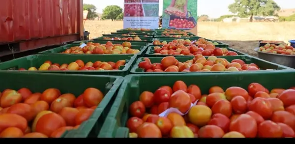 Ghanaians may feel pinch of Burkina Faso's tomato ban - PFAG