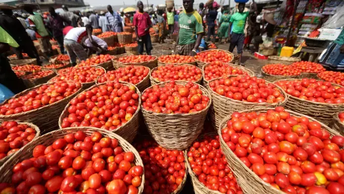 Produce tomatoes in 90 days or step aside - FABAG fires warning at Agric Ministry