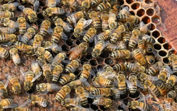 Swarm Terror: 5 times bee attacks caused panic and casualties
