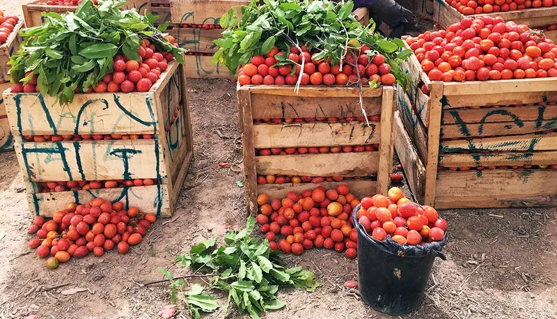 Tomato Crisis: FABAG Proposes 90-Day Production Plan
