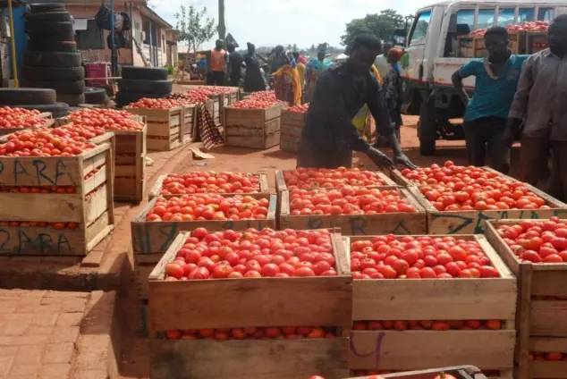 Tomato Export suspension: Local supply is not enough - Trader raises concern [Audio]