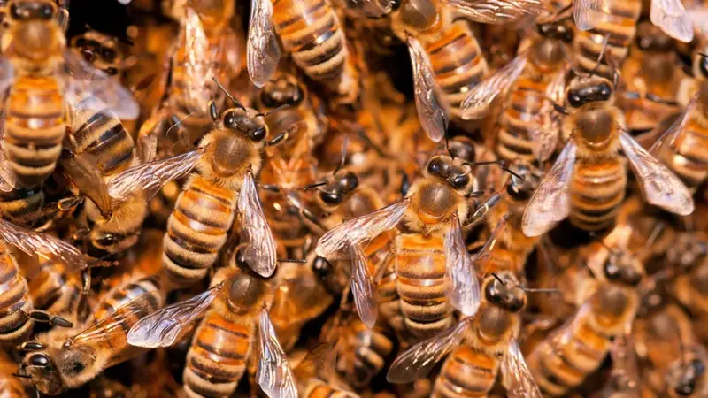 Tragedy in Agona Swedru as three-year-old boy dies in bee attack
