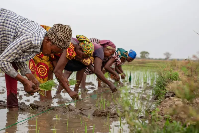 Women farmers power Ghana's agriculture, but face major barriers