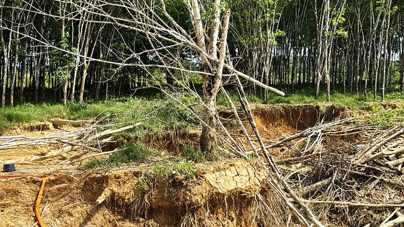 Galamsey Leaves Trail Of Ruin: Thousands Of Rubber Trees Wiped Out At GREL Plantation