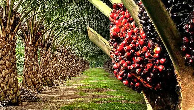 Industry left to struggle - Minority caucus exposes crisis in oil palm sector