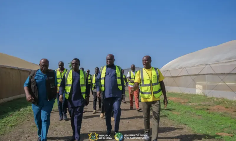 Maphlix Farms to supply 3,000 tonnes to help bridge tomato deficit