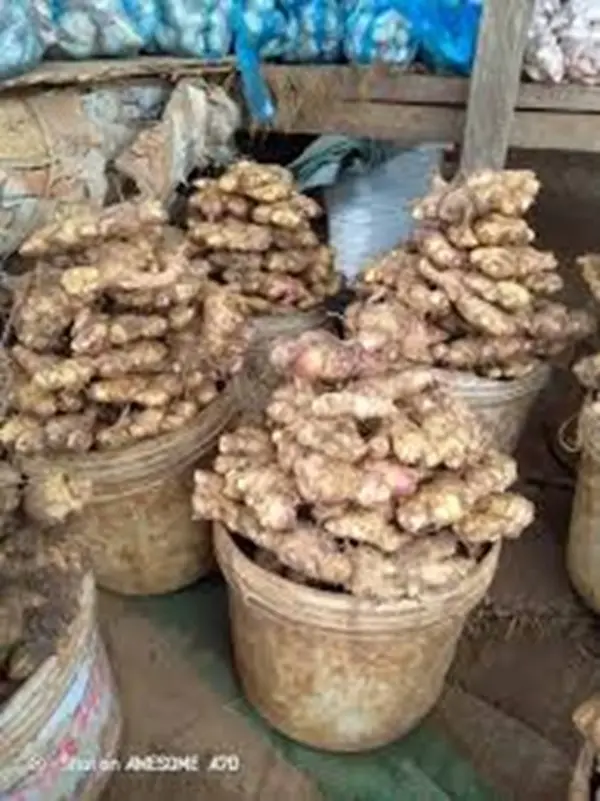 Sunyani Market traders urge government action amid surging ginger prices