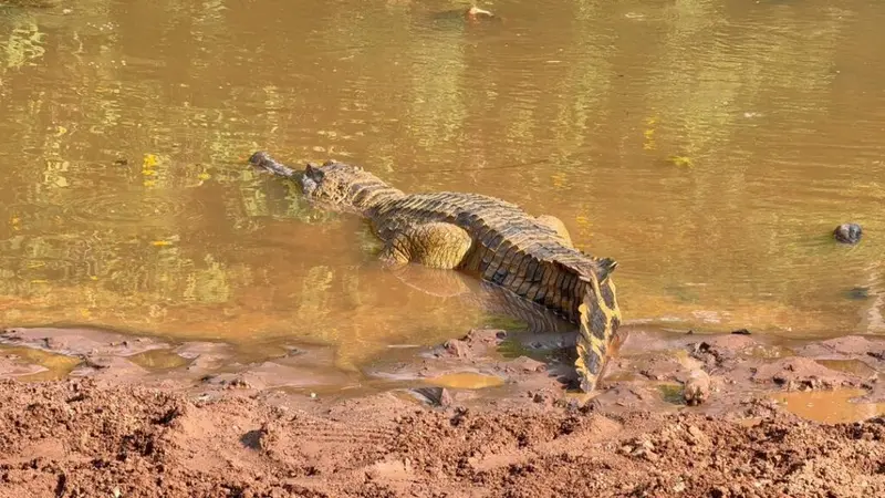 The last refuge: Saving the Tano's sacred crocodile