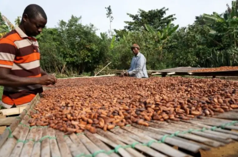 Cocoa farmers accuse COCOBOD officials of private buying activities