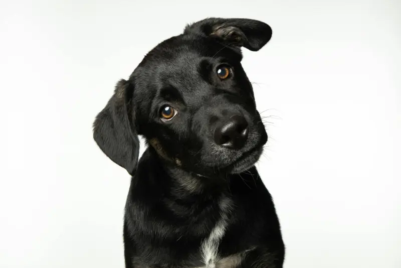 Dog heads don't prevent heartbreak - ICS debunks growing myth