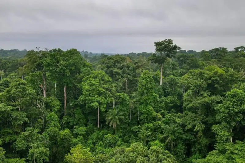 Ghana to host landmark global supply chain summit as EU deforestation deadline looms