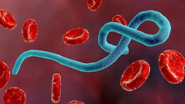 Health Ministry issues Ebola alert after WHO declares global public health emergency