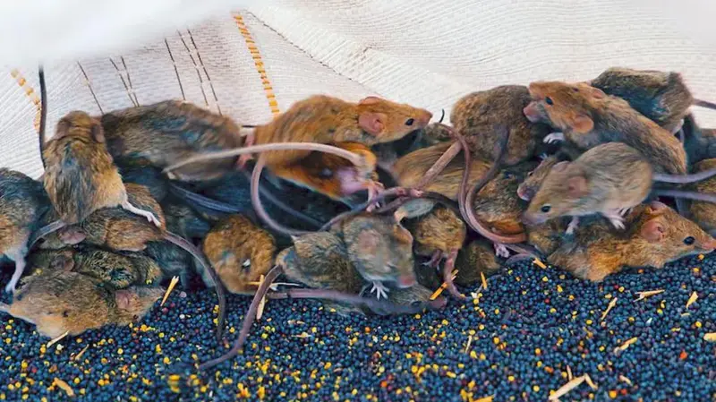 'It's like a decaying body': Australian farmers battle mouse plague