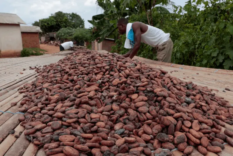 Ivory Coast will send officials to calm protests by cocoa farmers, source says