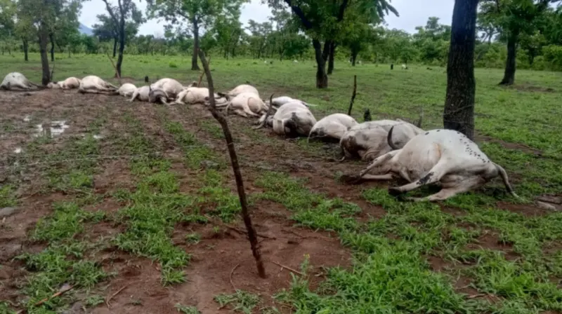 Tatale-Sanguli thunderstorm: Residents warned not to consume meat from dead cattle