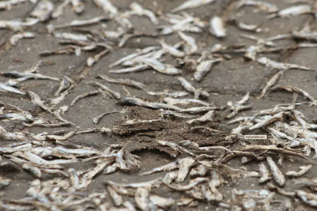 FDA confiscates fish after viral video exposes unhygienic handling practices