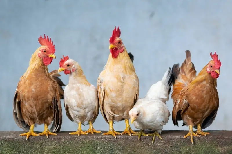 Joy Business and Super Morning Show host high-level roundtable on Ghana's poultry industry