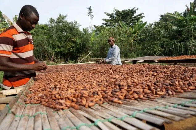 More sun needed to strengthen Ivory Coast cocoa crop, farmers say