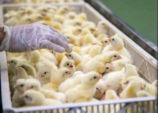Nkoko Nkitinkiti  alone cannot transform poultry sector without fixing feed challenges - Farmers
