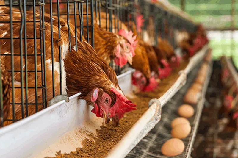 Rockland Farms CEO calls for legally backed long-term poultry roadmap