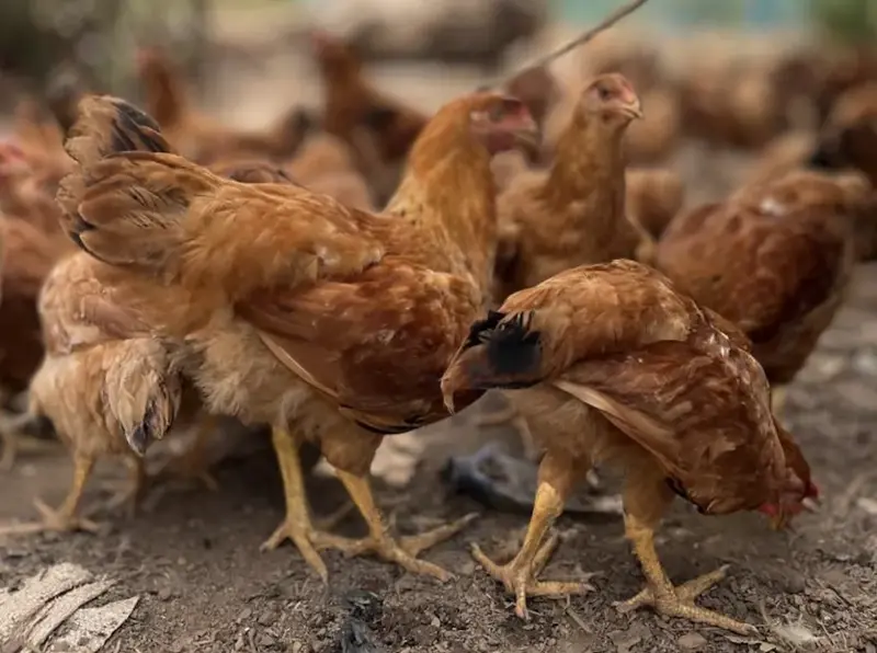 Rockland Farms links 8,000 maize farmers to poultry value chain