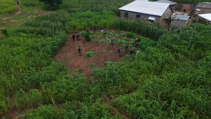 14 arrested for cultivating and distributing 'wee' at Daliga