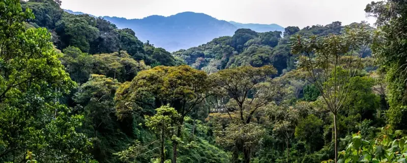 African forest investment takes centre stage at Lagos business roundtable