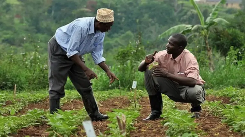 Africa's youth are looking for jobs: The food system may hold the answer