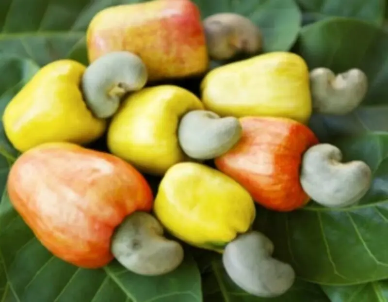 Ghana processes less than 6% of cashew output as farmers face price plunge
