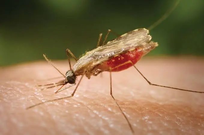 Ghana's climate future brings less malaria but more deadly heat, new research shows