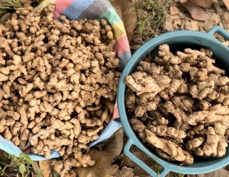 GSS flags ginger price surge as investment opportunity