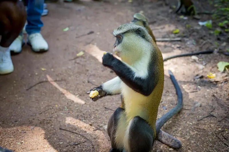 Rare monkey's disappearance signals wider biodiversity crisis in West Africa, scientist warns