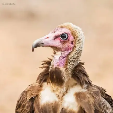 The vulture of silence - Kurom Ayɛ Dinn - Occasional Kwatriot Kwesi Yankah writes