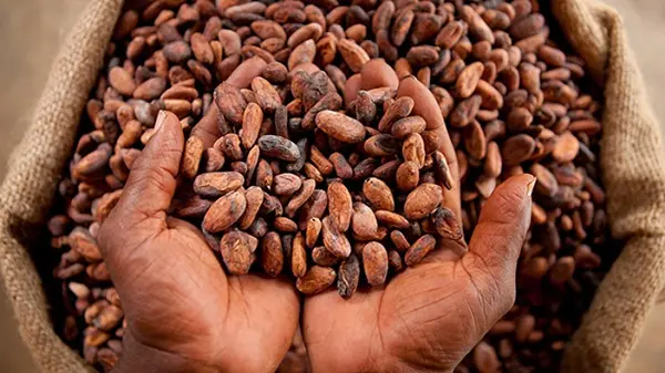 What Mahama's 10 new laws mean for cocoa farmers, workers, importers and businesses