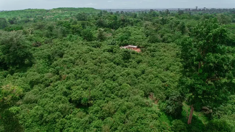 Young Positivist writes : How galamsey is affecting Ghana's proforestation 