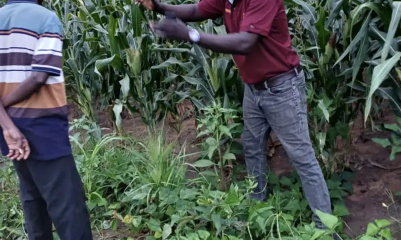 Best farmer calls on government to prioritise local maize production over imports