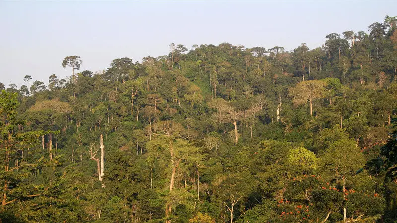 NAIMOS vows decisive action over reported Atewa Forest illegal mining