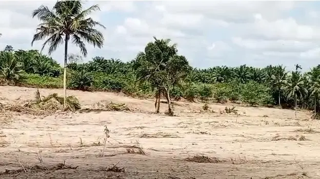 82-year-old woman reportedly dies from shock after alleged destruction of farmlands at Agona KTK