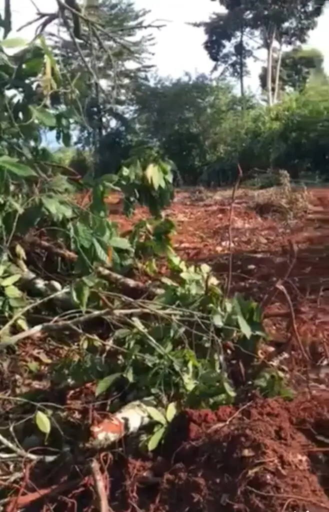 Asutifi South best cocoa farmer demands fair compensation for farm destroyed by mining